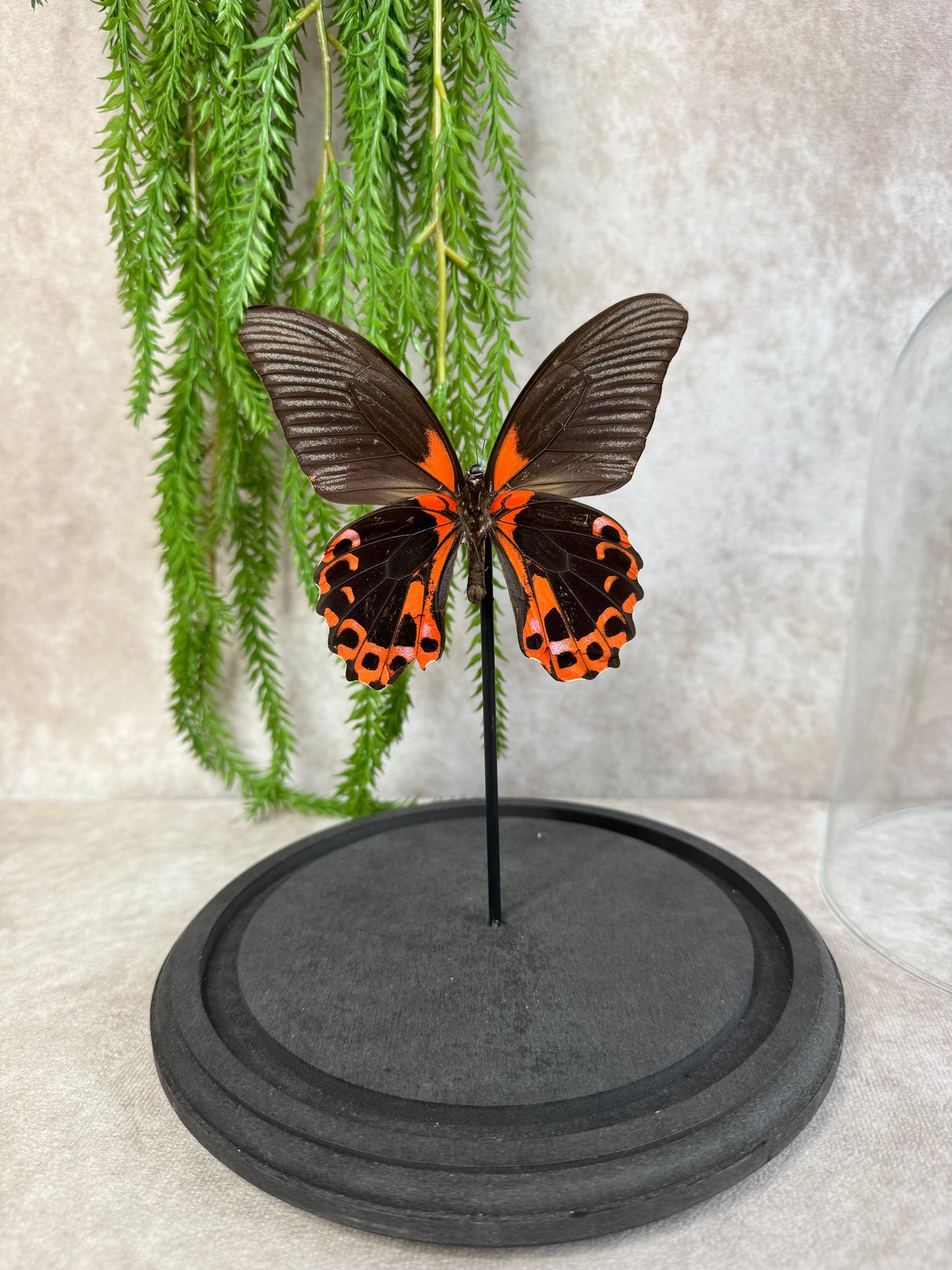 Vlinder in Stolp 65