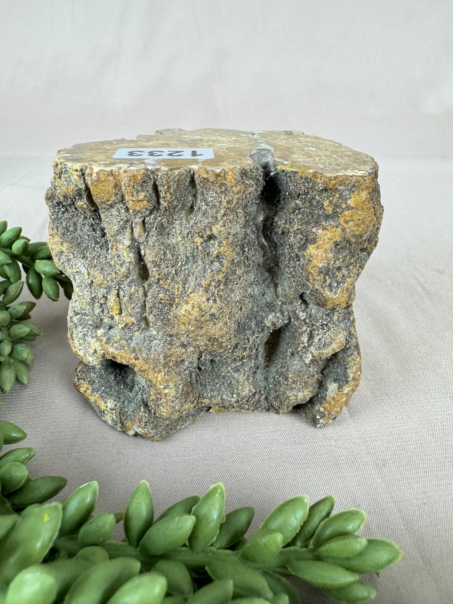 Versteend hout stam #1233