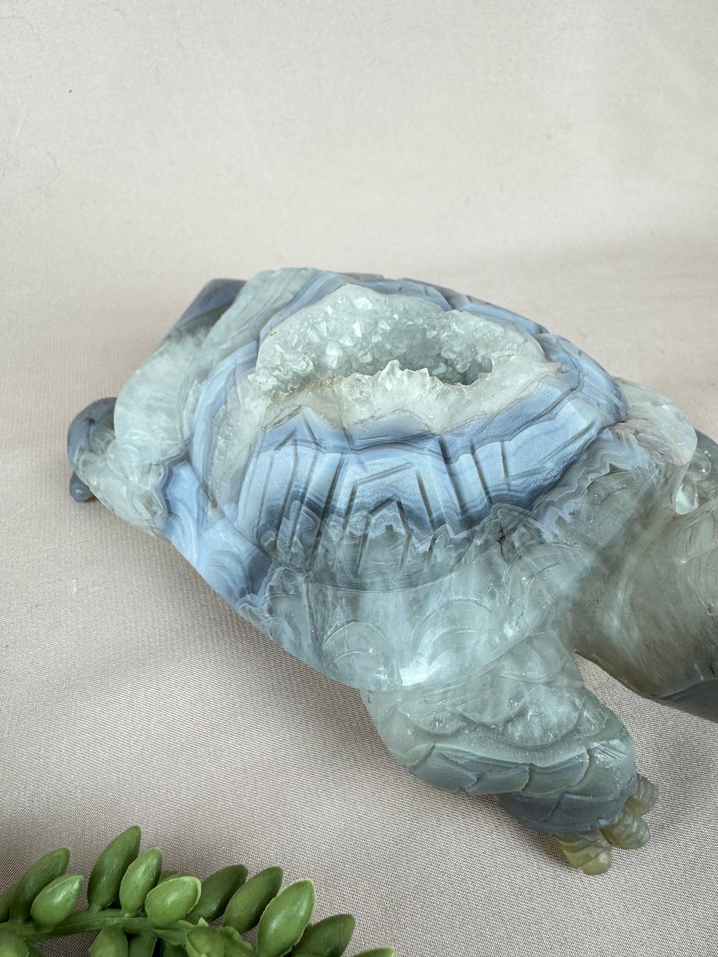 Xxl schildpad agaat