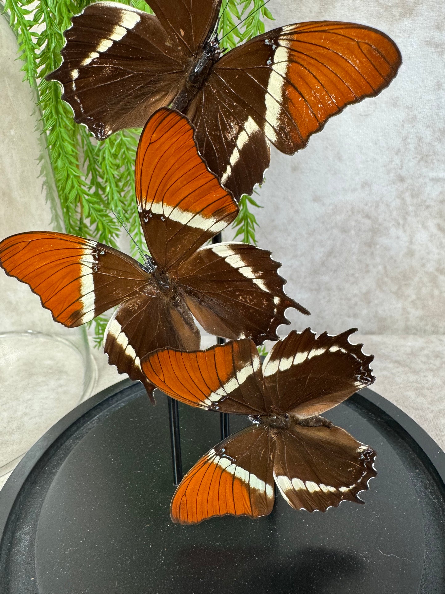 Vlinder in stolp 61
