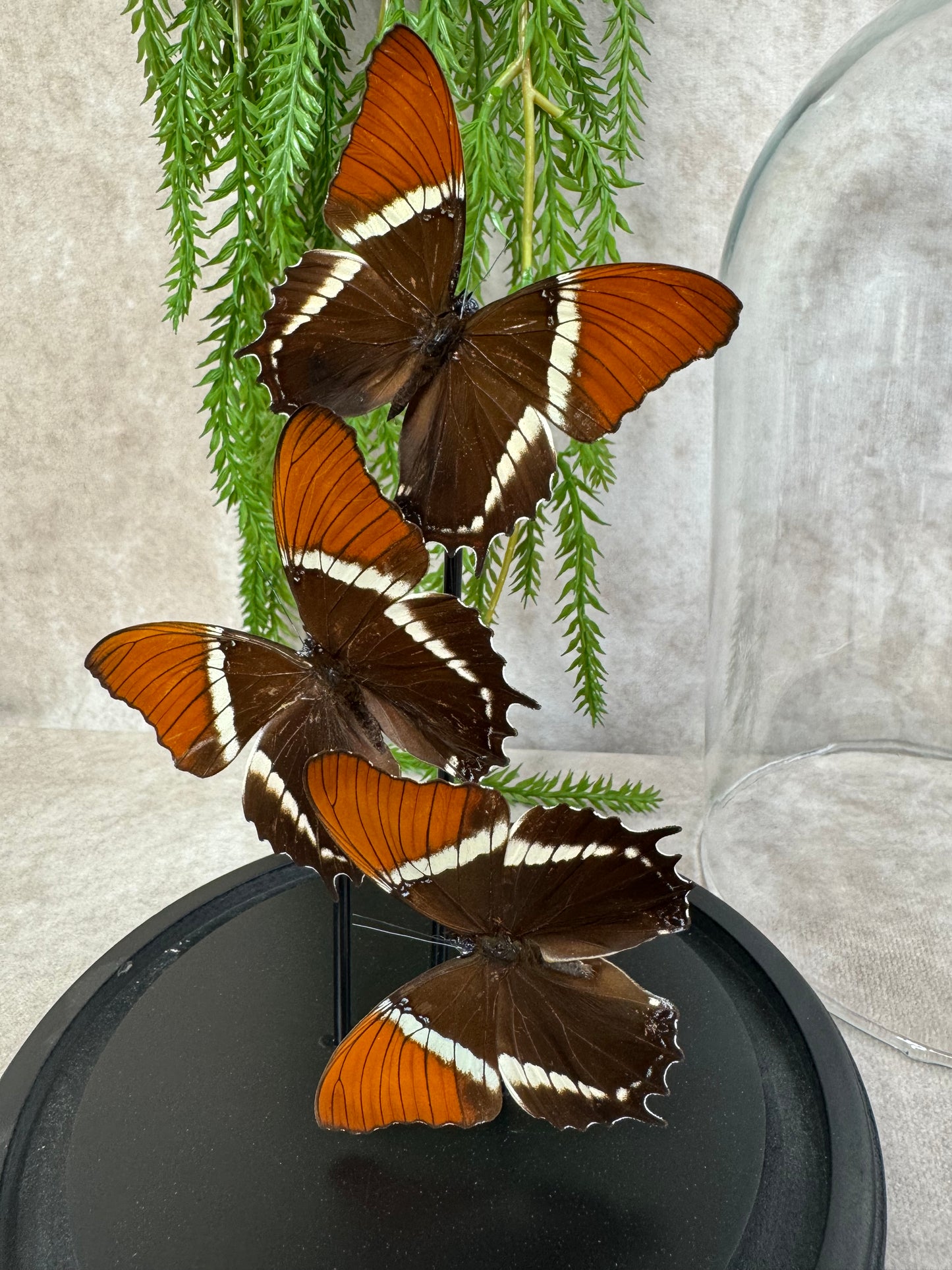 vlinder in stolp 62