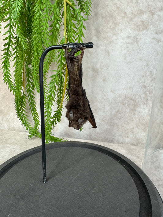 Vleermuis in stolp 60