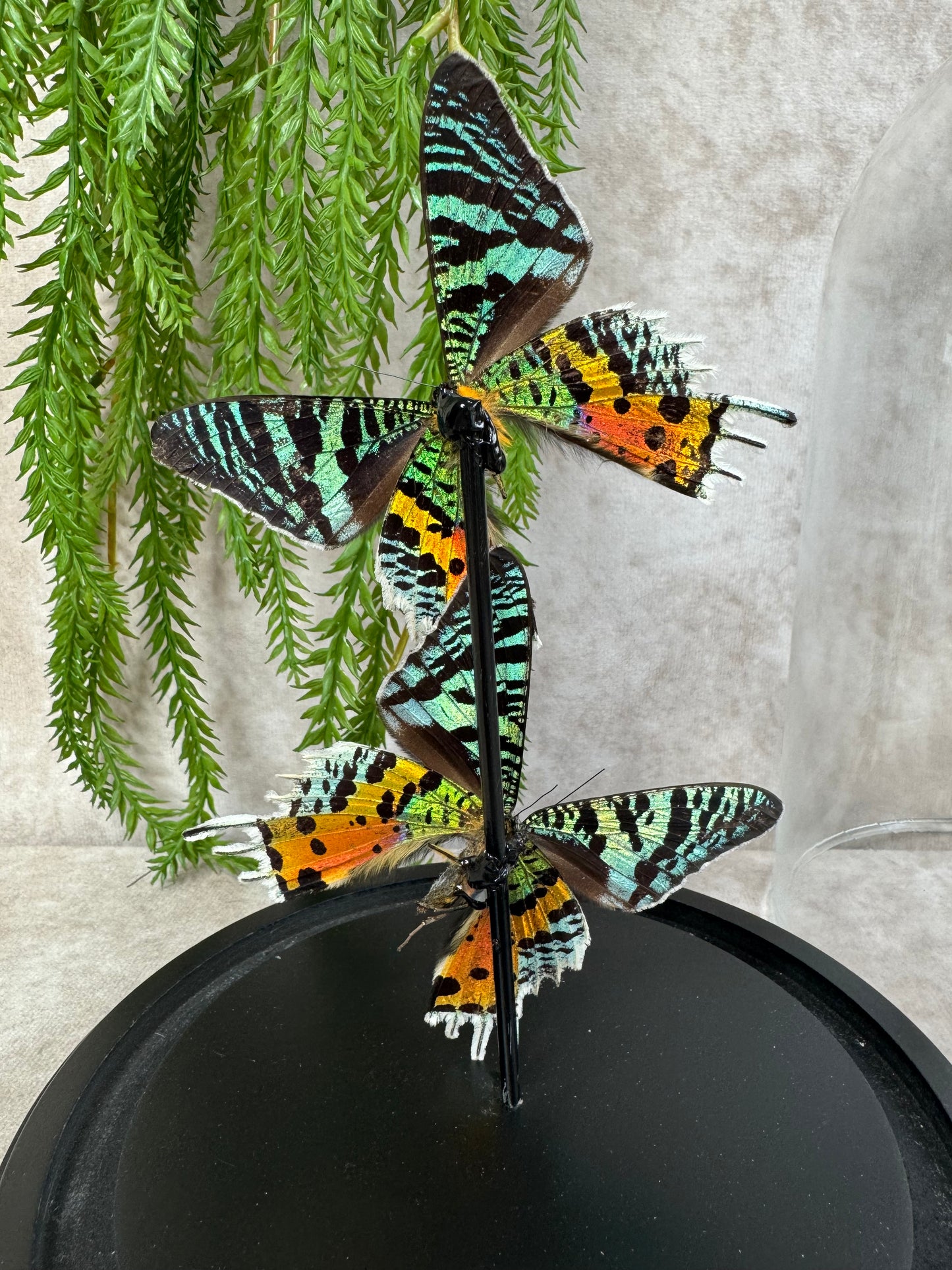 Vlinder in Stolp 66