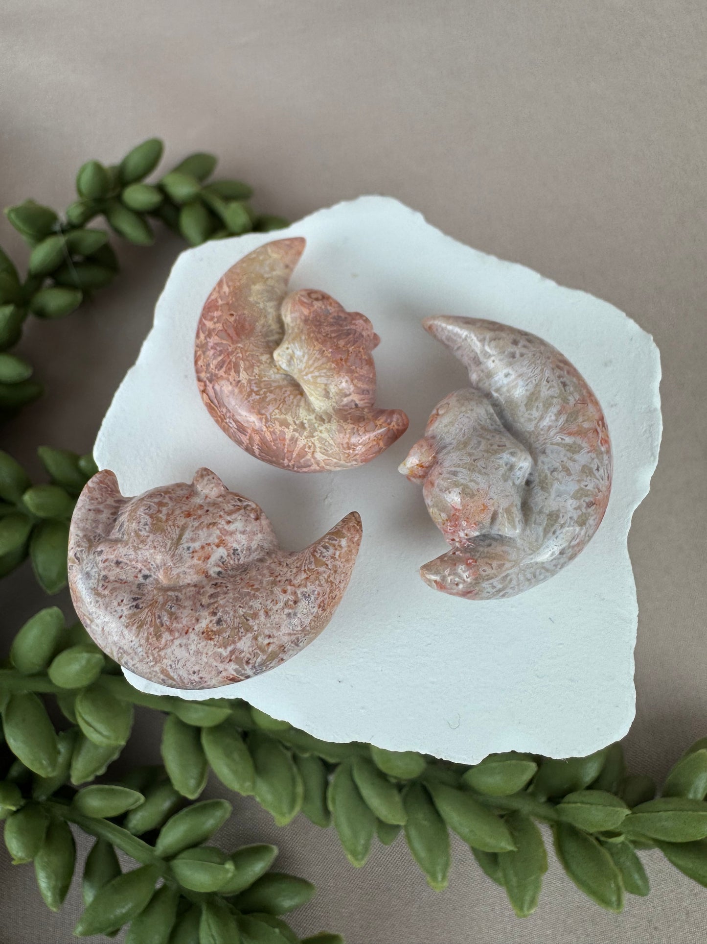 konijntje op maan versteend koraal