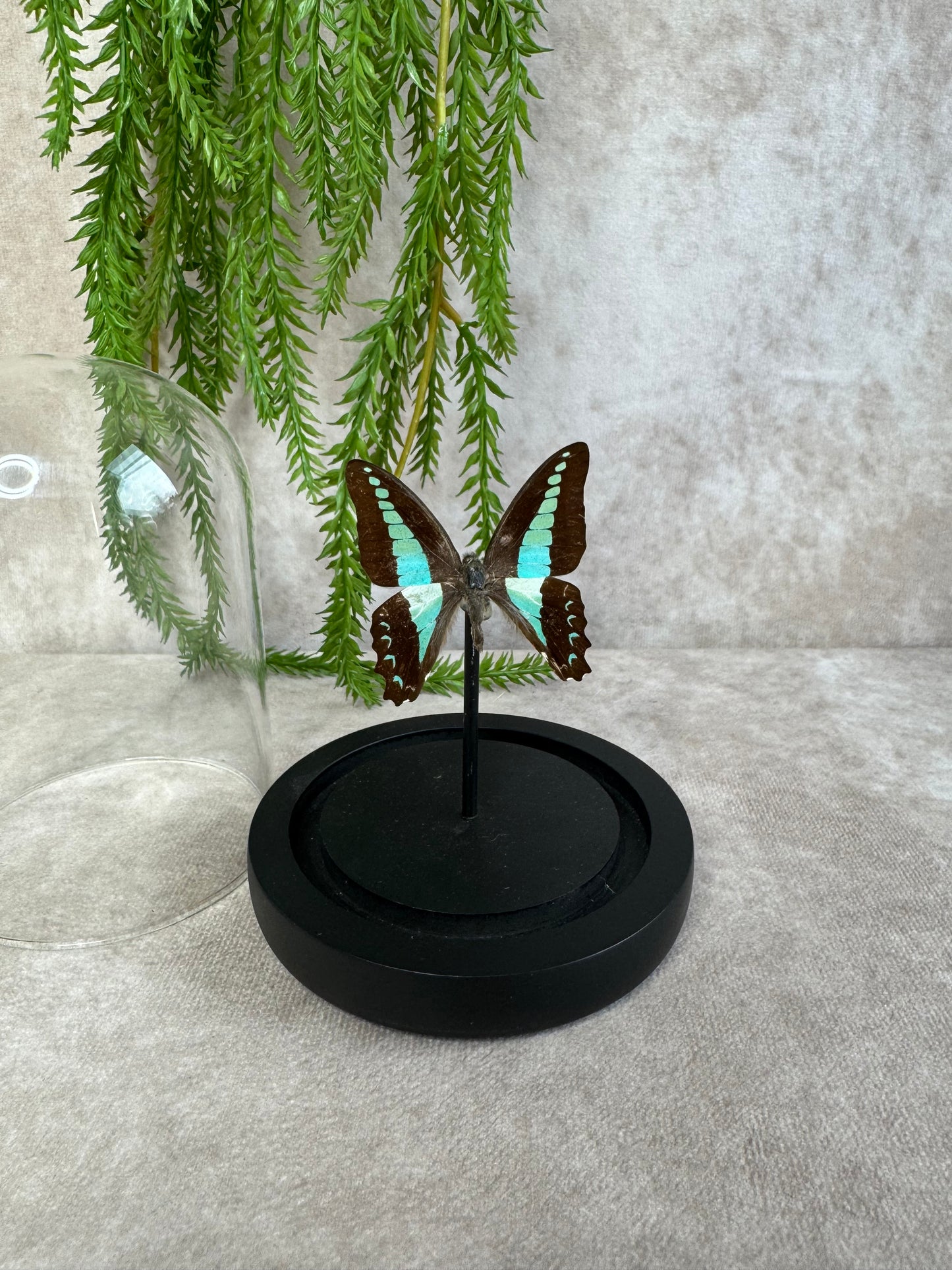 Vlinder in stolp 1