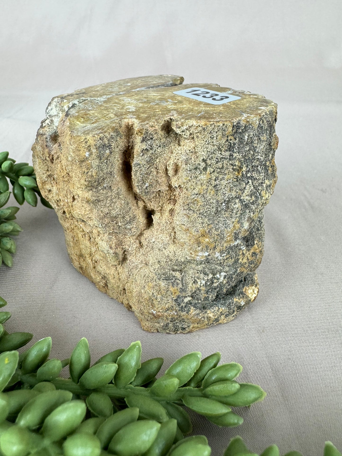 Versteend hout stam #1233