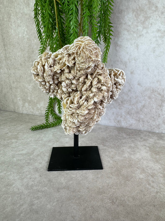 Woestijnroos op standaard #1583