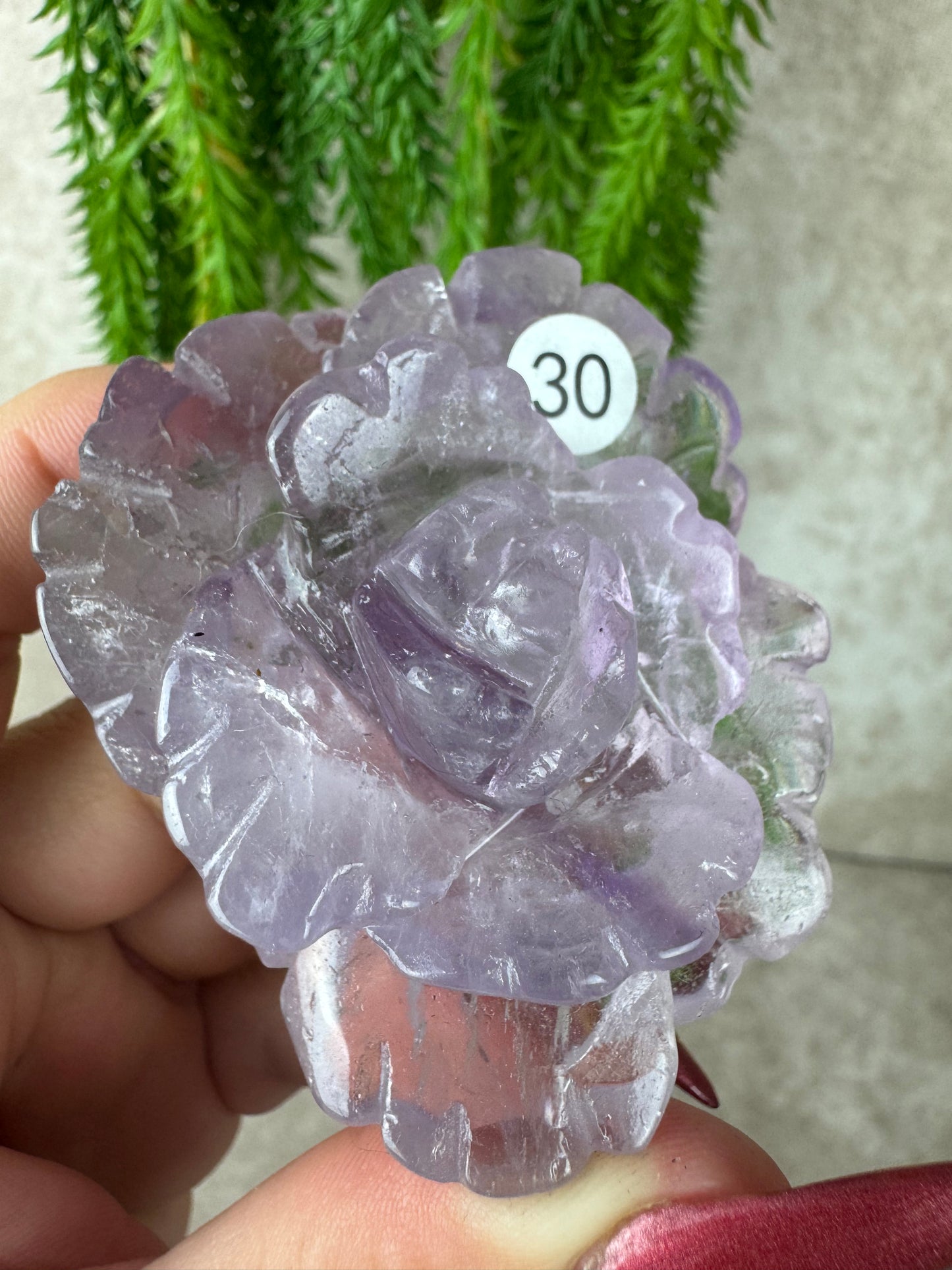 Amethist roos #30