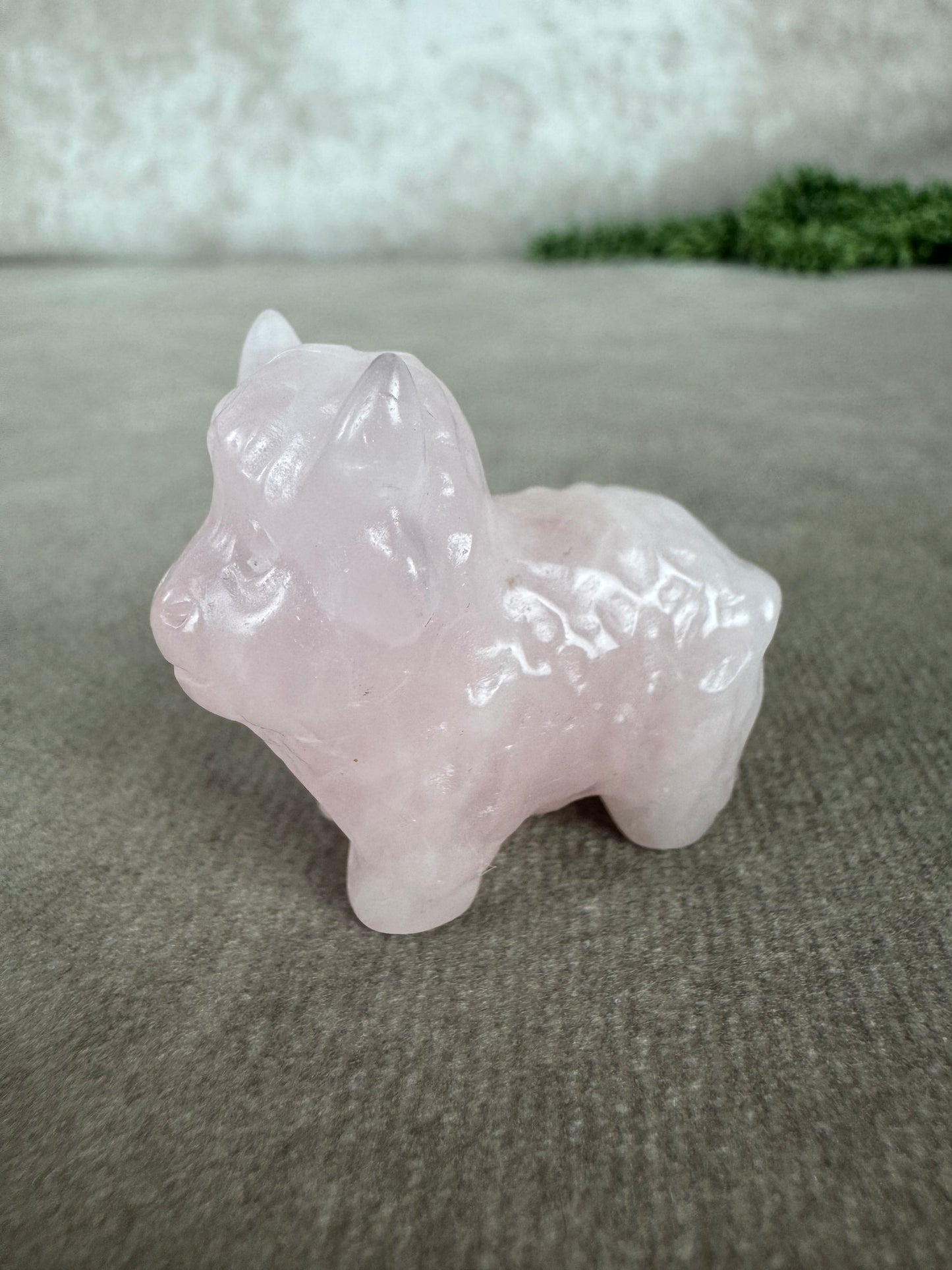 Schitse hooglander Rozenkwarts