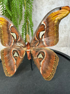 Atlas Vlinder in stolp