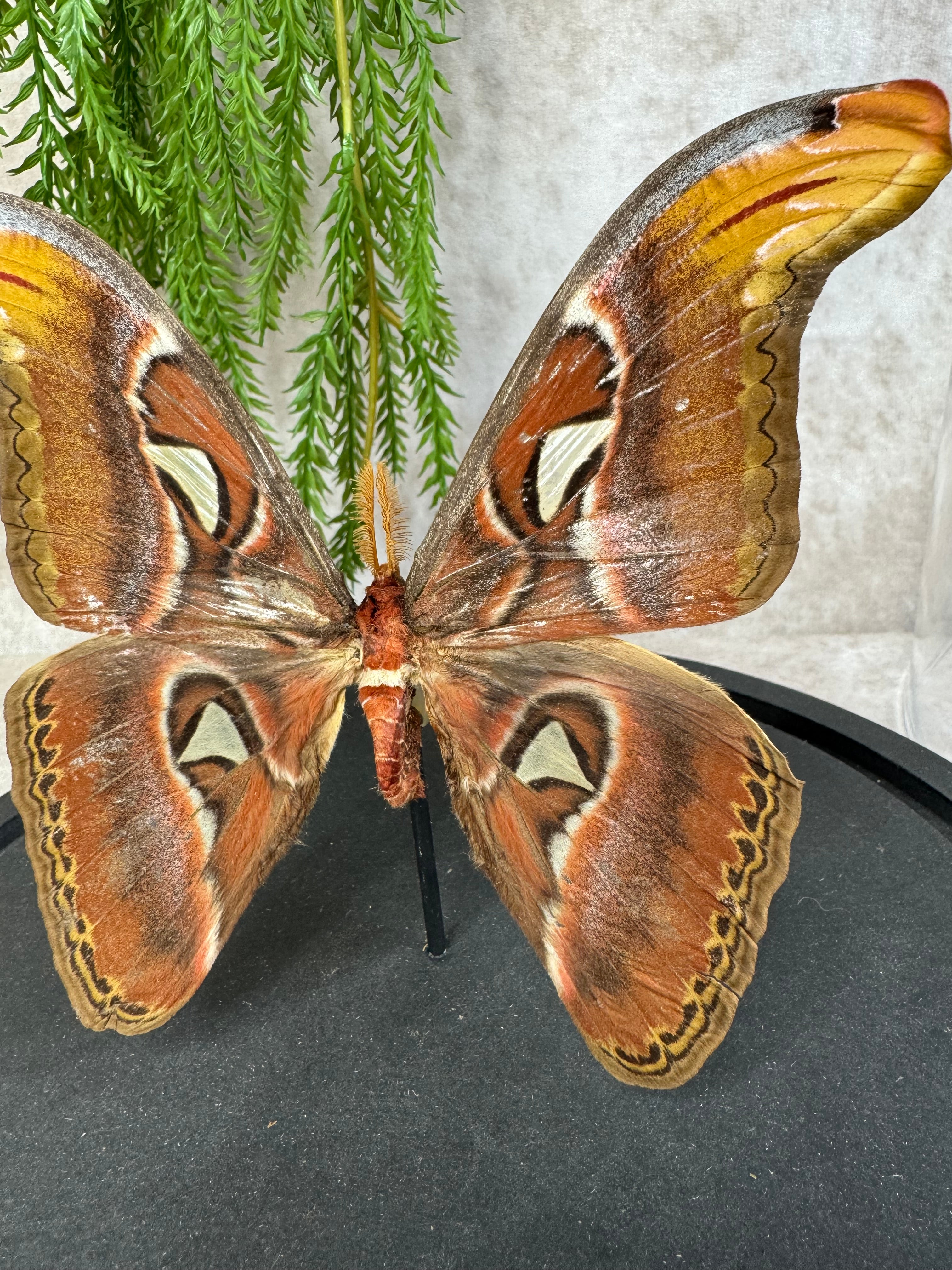 Atlas Vlinder in stolp