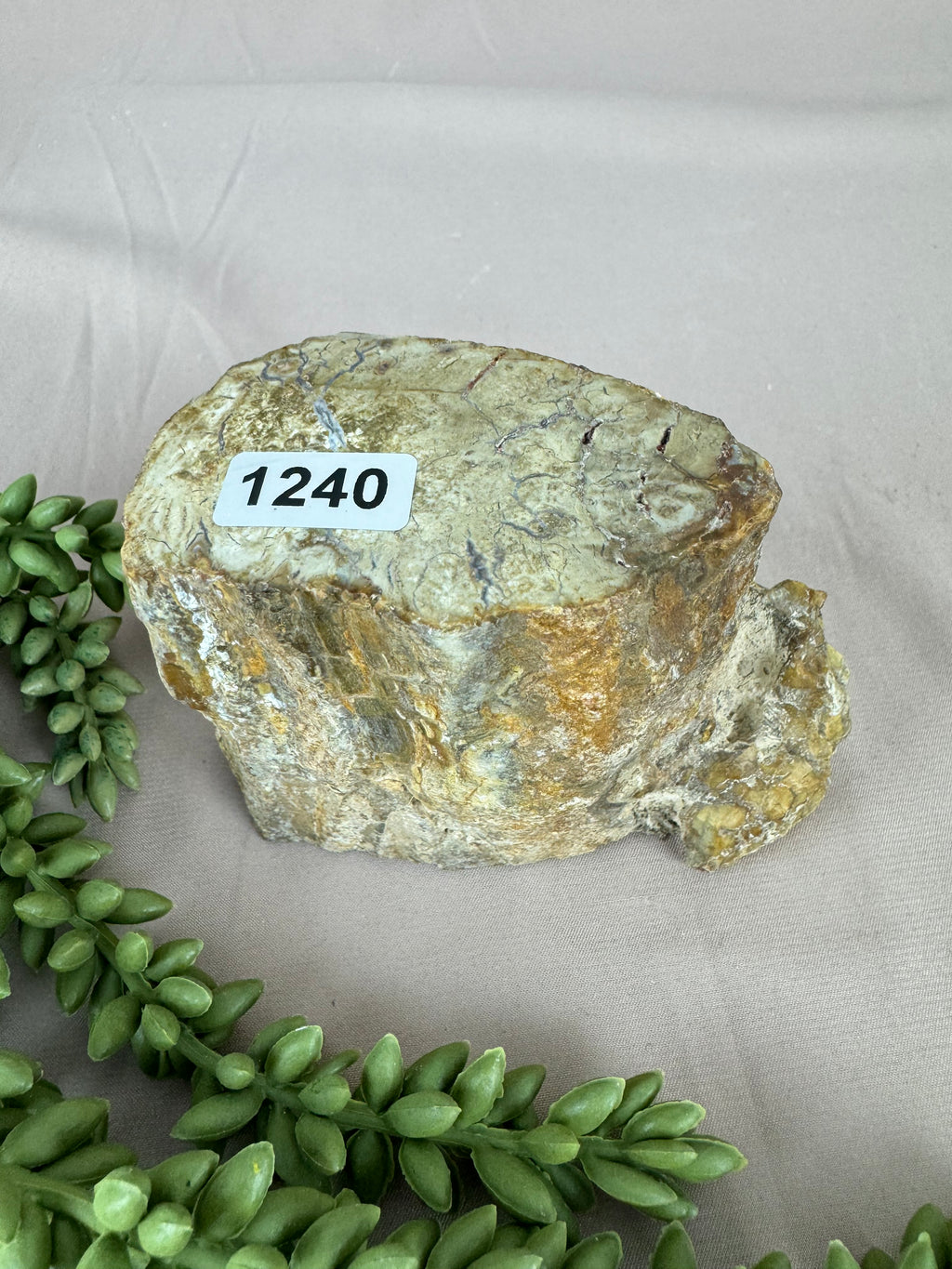 Versteend hout stam #1240