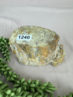 Versteend hout stam #1240