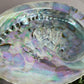 Pauaschelp / abalone schelp