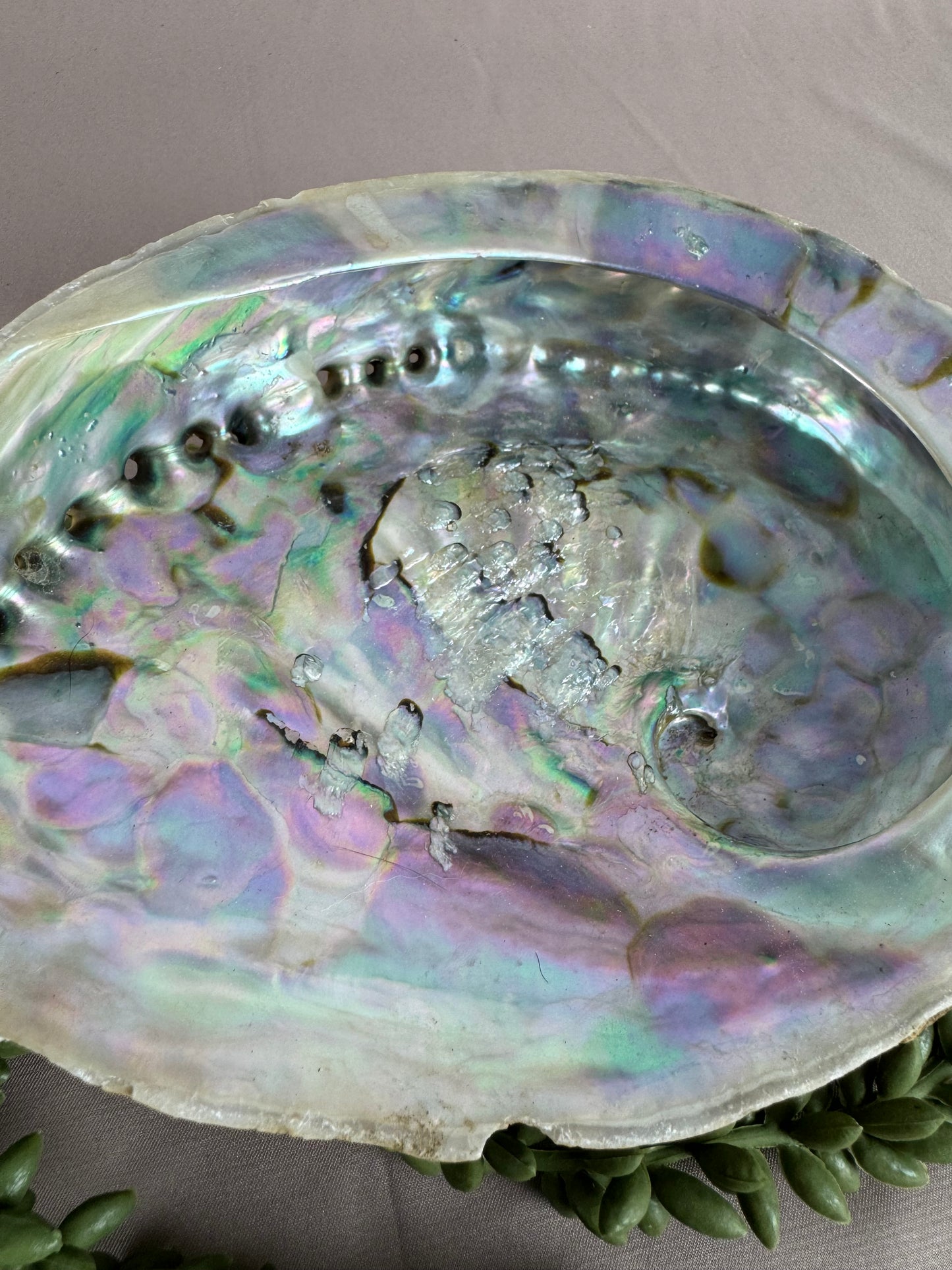 Pauaschelp / abalone schelp