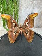 Atlas Vlinder in stolp