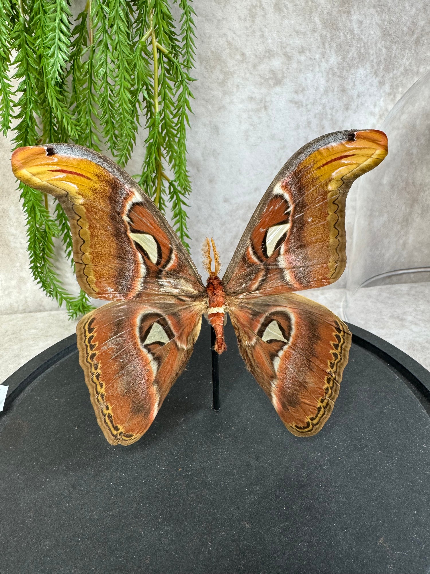 Stolpen Vlinders & Home Deco