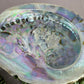 Pauaschelp / abalone schelp