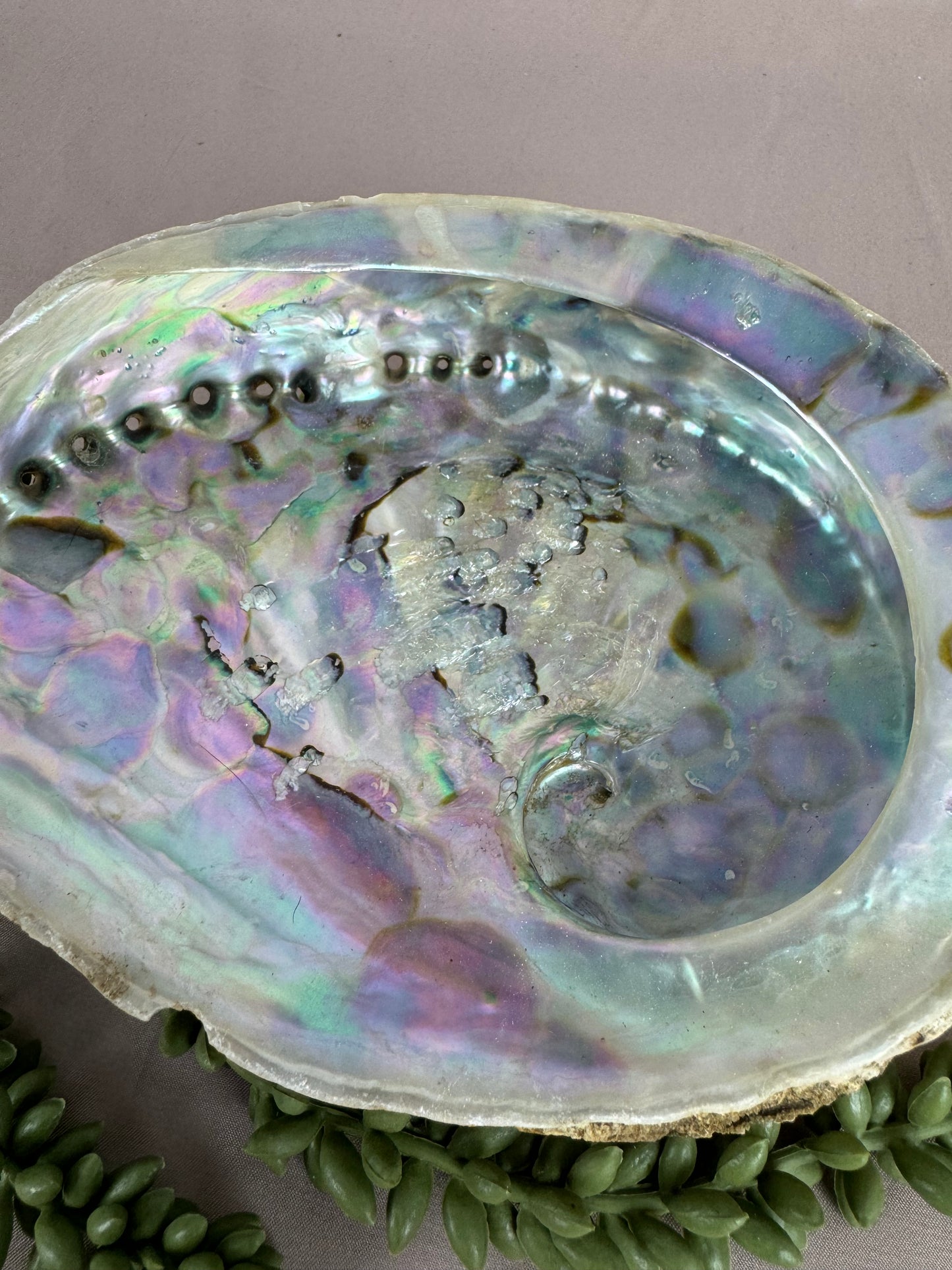 Pauaschelp / abalone schelp