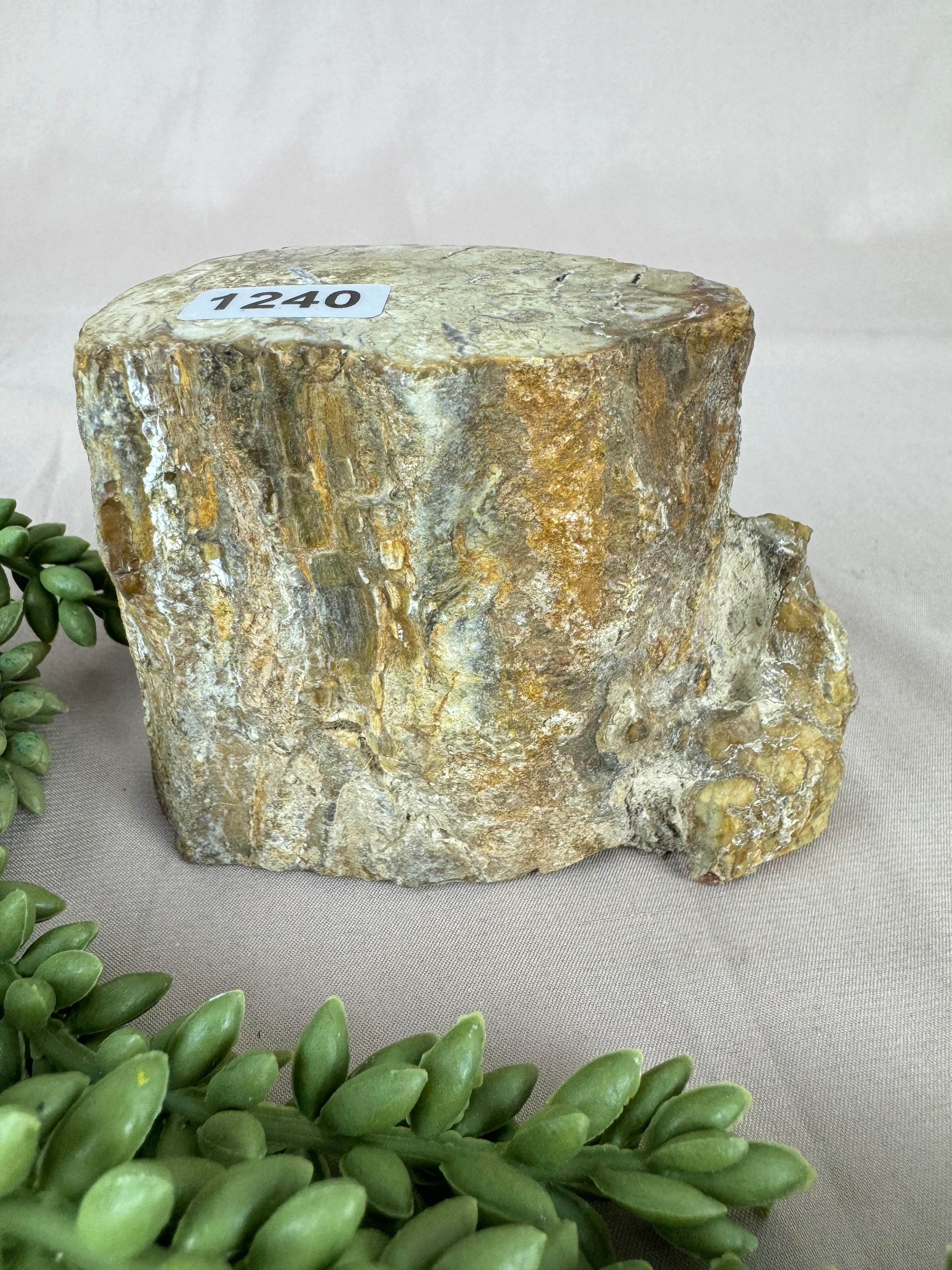 Versteend hout stam #1240