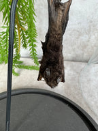 Vleermuis in stolp 60