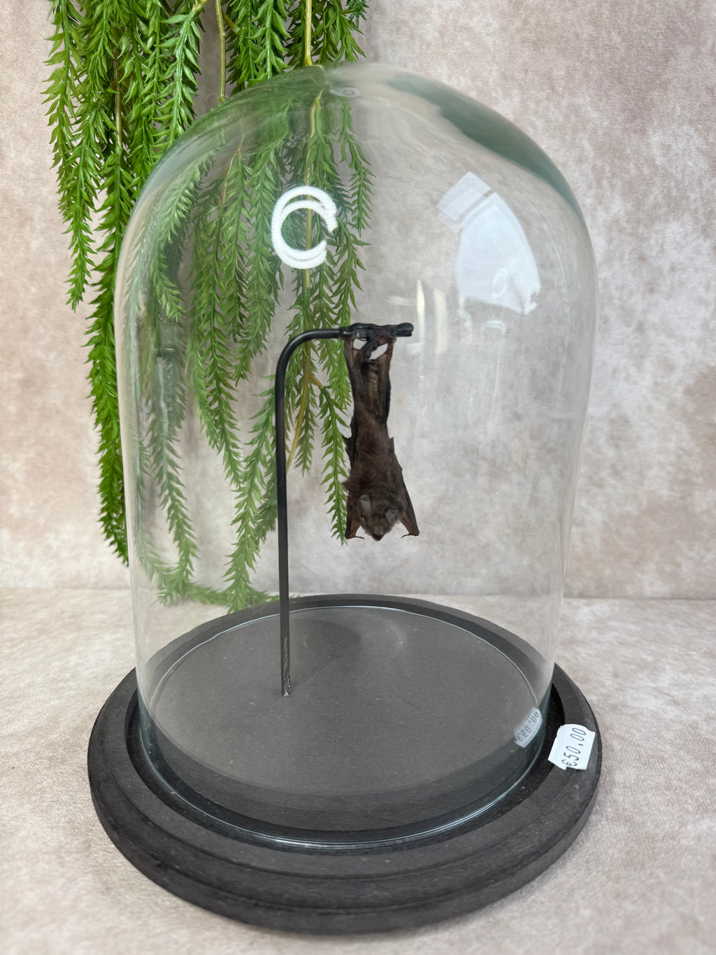 Vleermuis in stolp 60