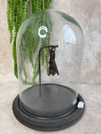 Vleermuis in stolp 60