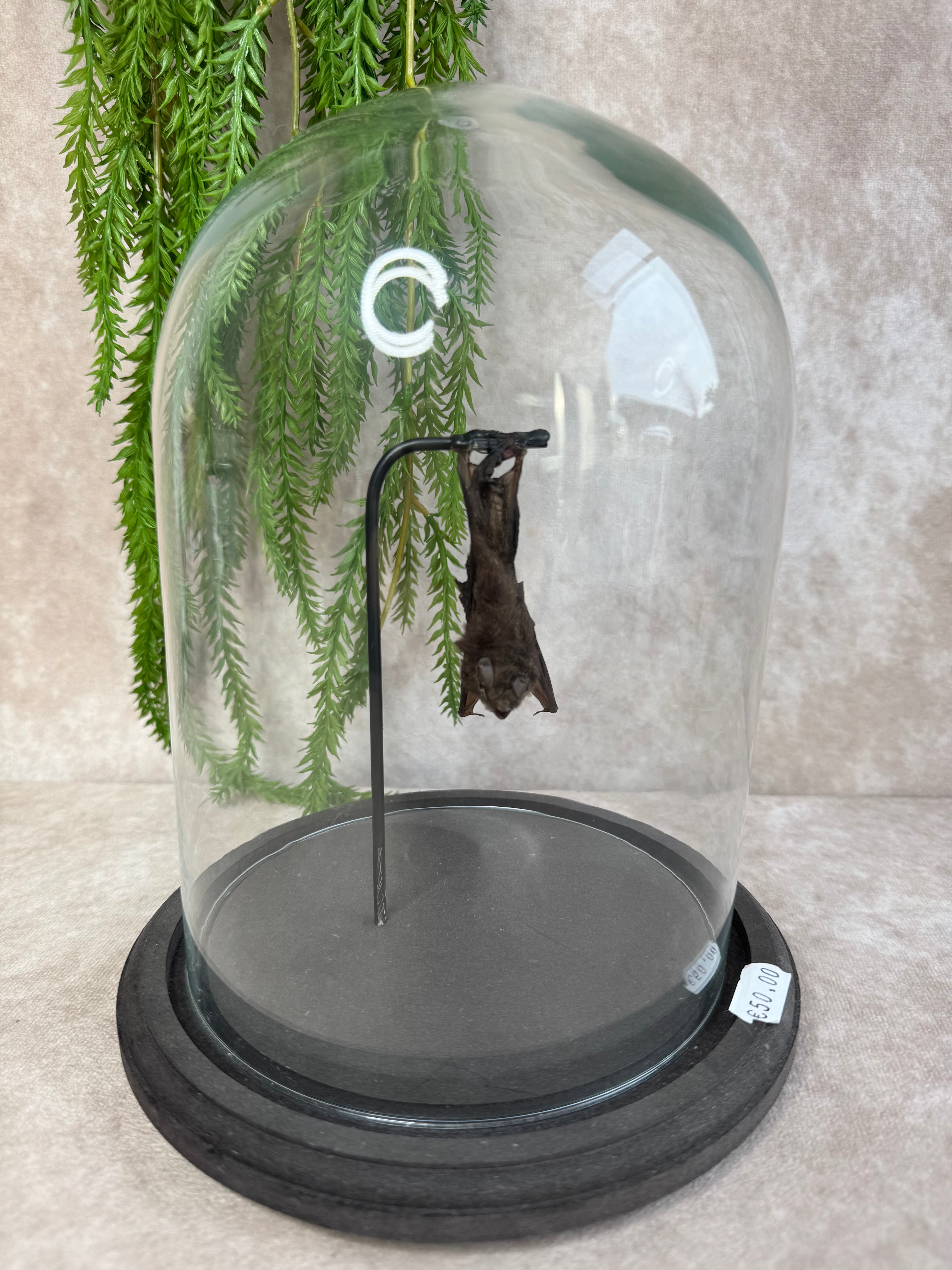 Vleermuis in stolp 60