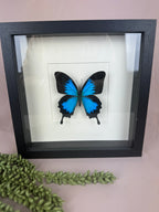 Vlinder blauw in lijst