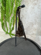 Vleermuis in stolp 60