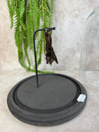 Vleermuis in stolp 60