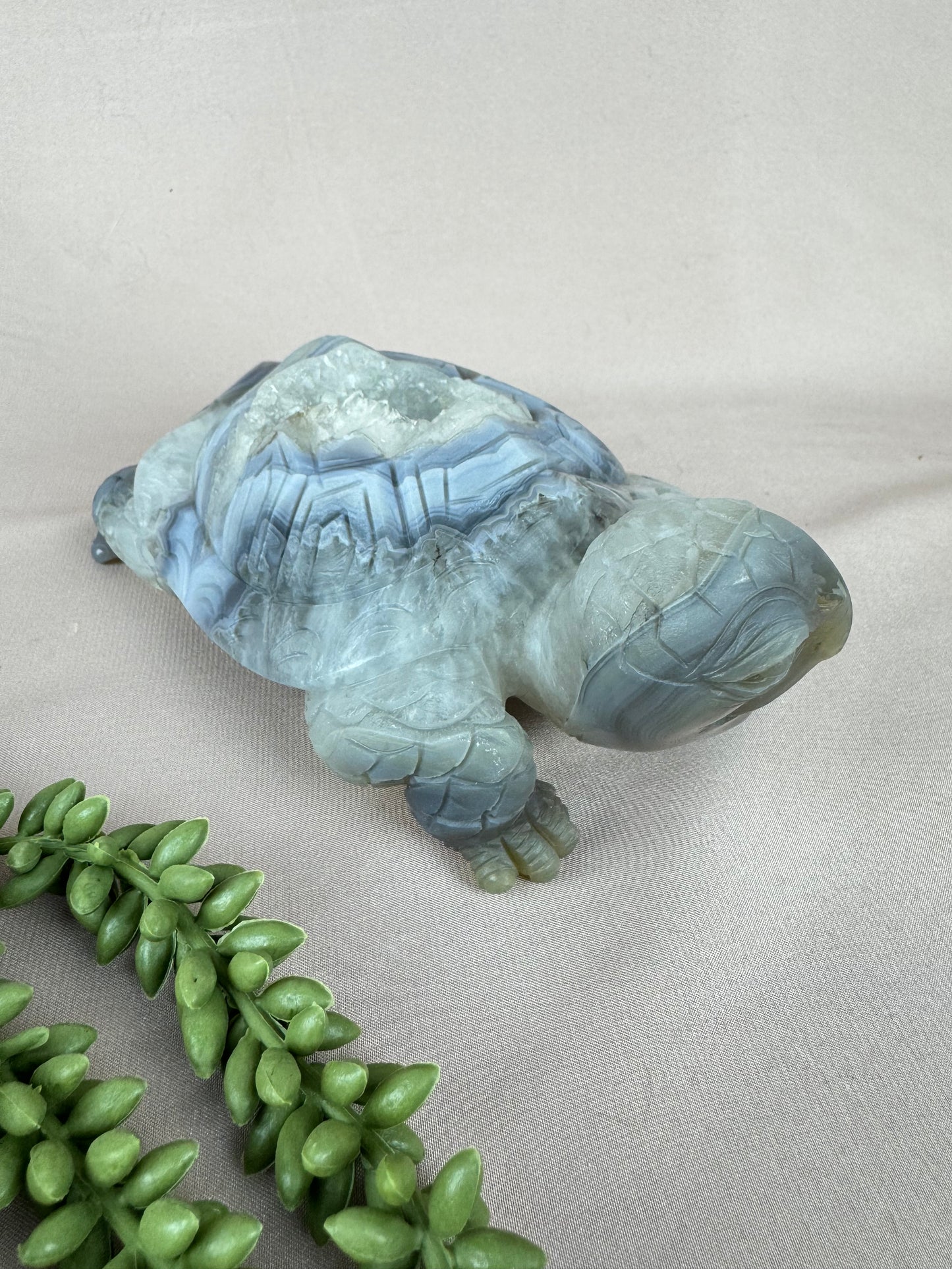 Xxl schildpad agaat