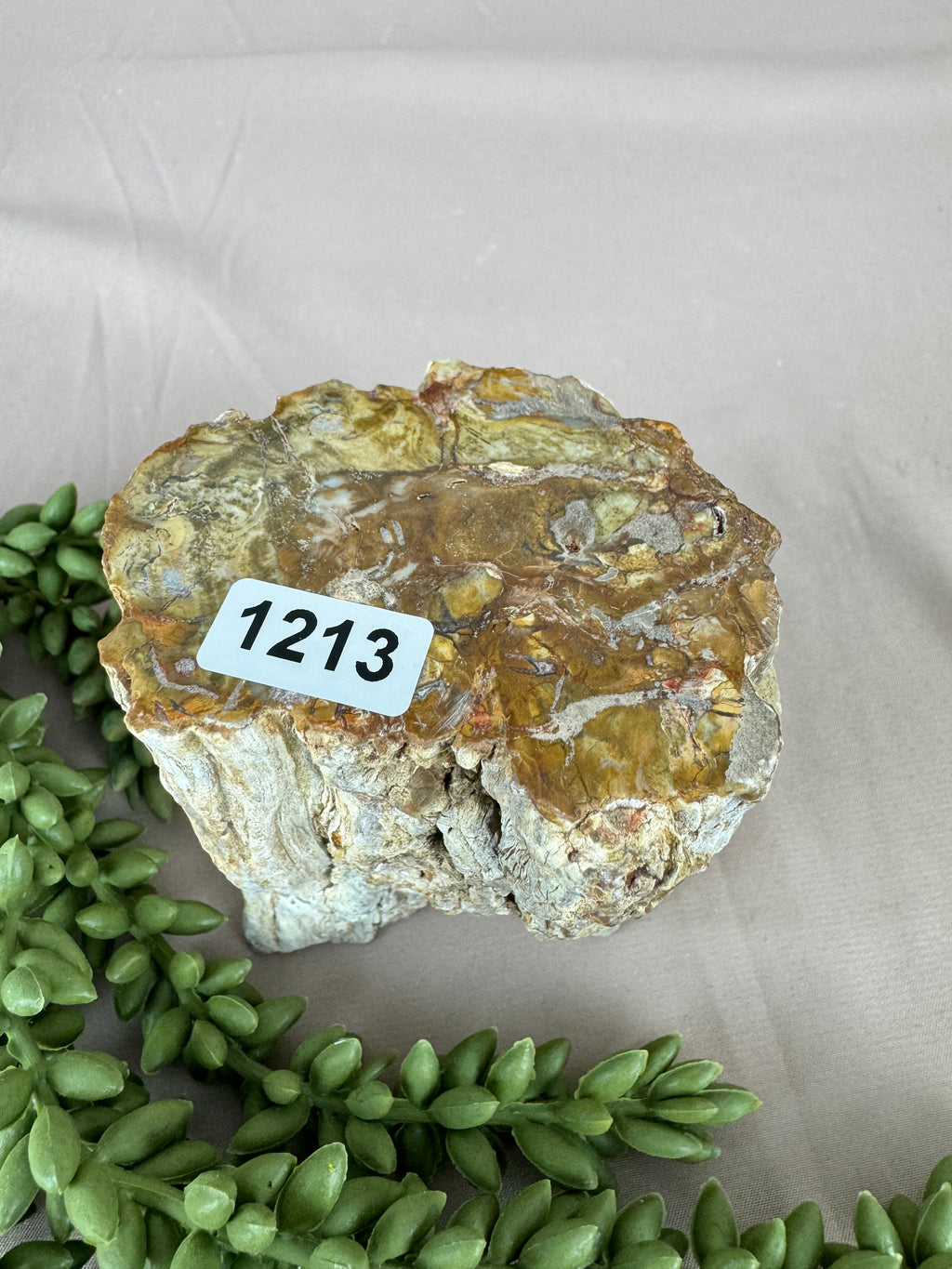 Versteend hout stam #1213