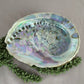 Pauaschelp / abalone schelp