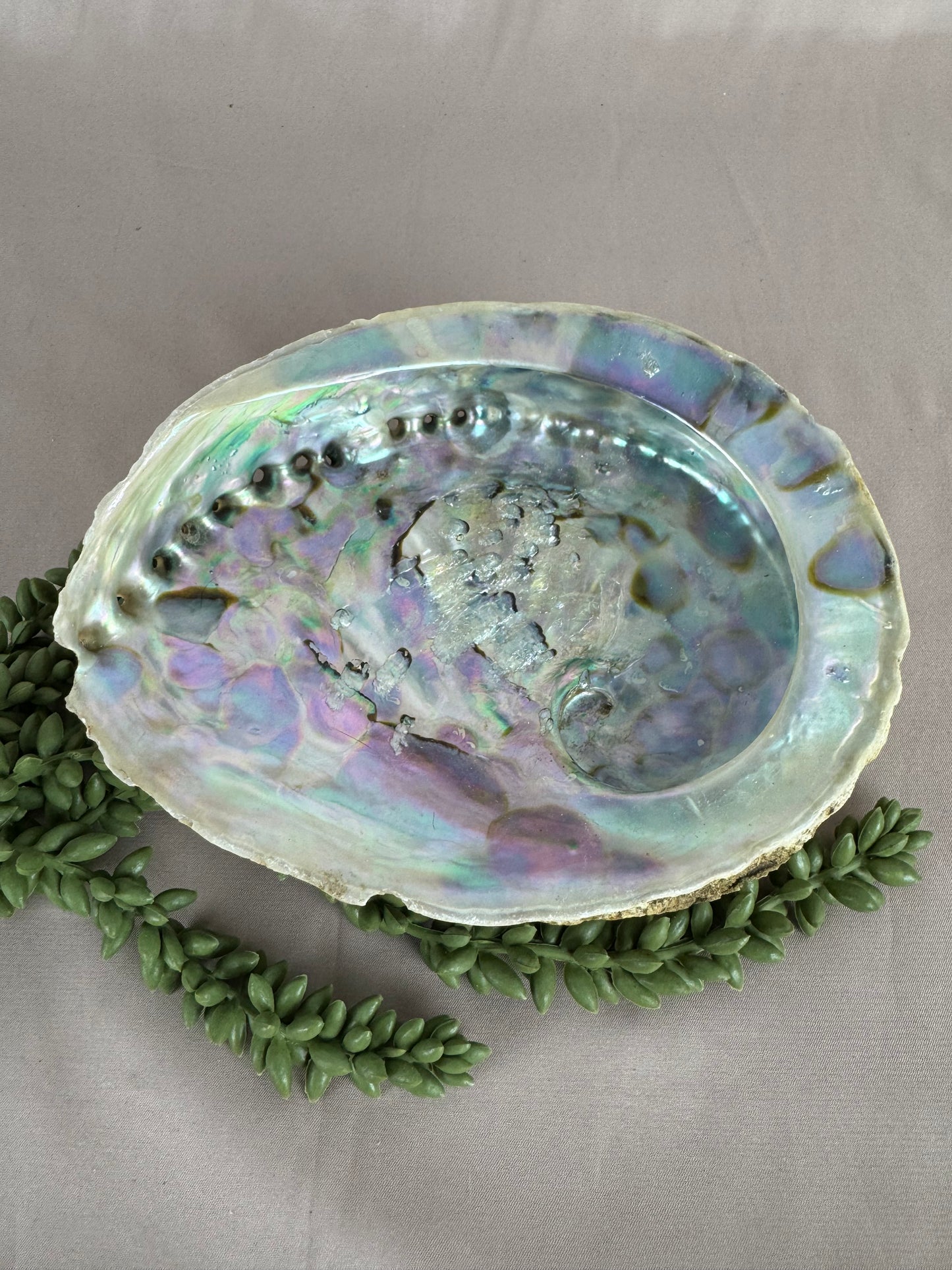 Pauaschelp / abalone schelp