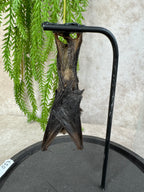 Vleermuis in stolp 60