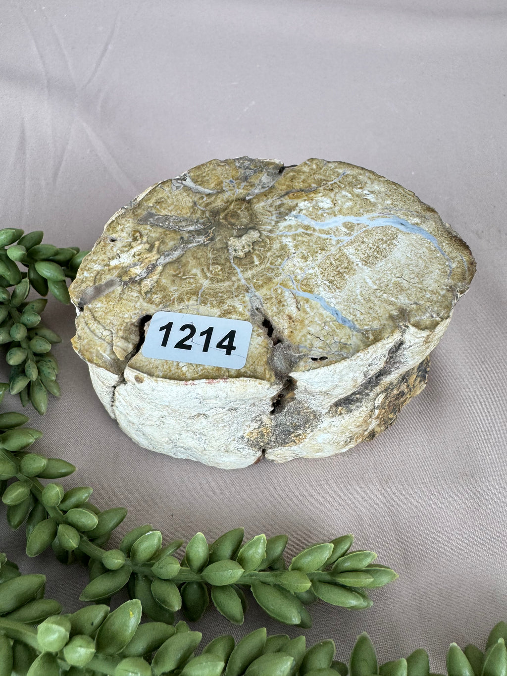 Versteend hout stam #1214