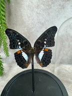 Vlinder in stolp #25
