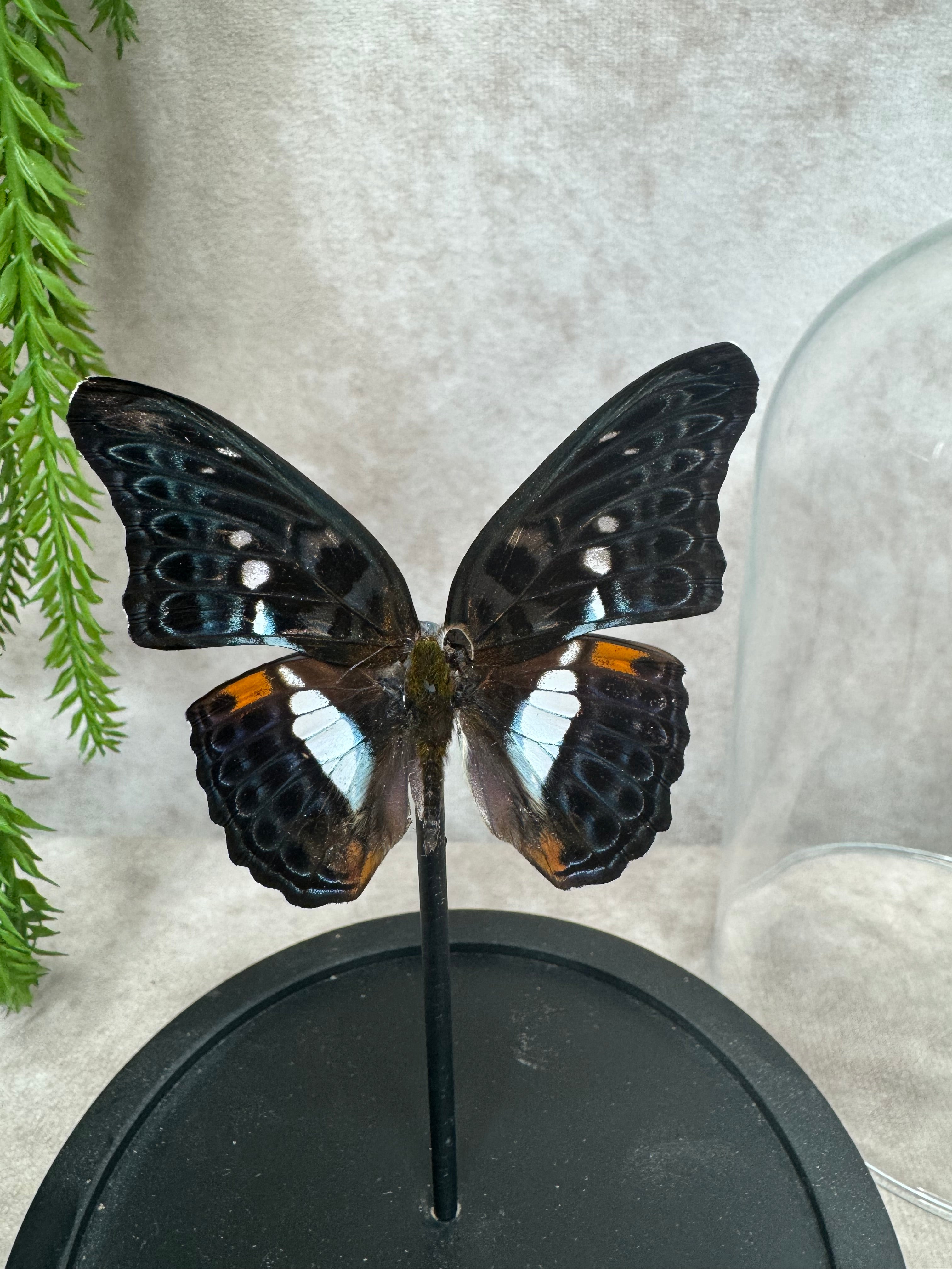 Vlinder in stolp #25