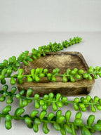Kunst Erwten plantje