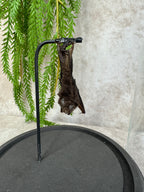 Vleermuis in stolp 60