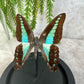 Vlinder in stolp 1