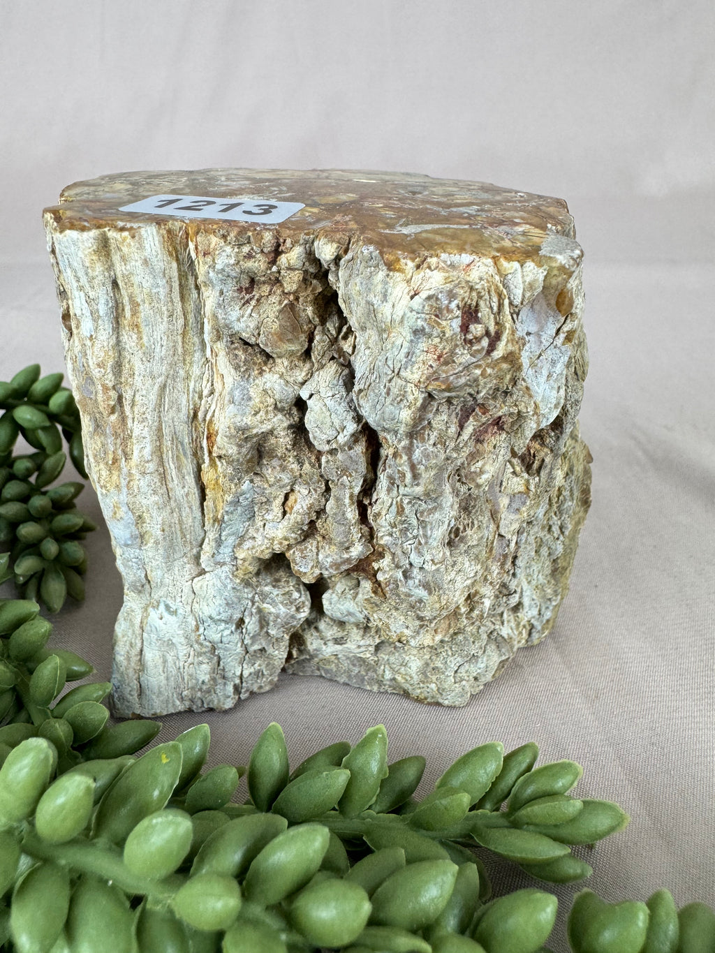 Versteend hout stam #1213