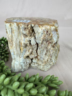 Versteend hout stam #1213