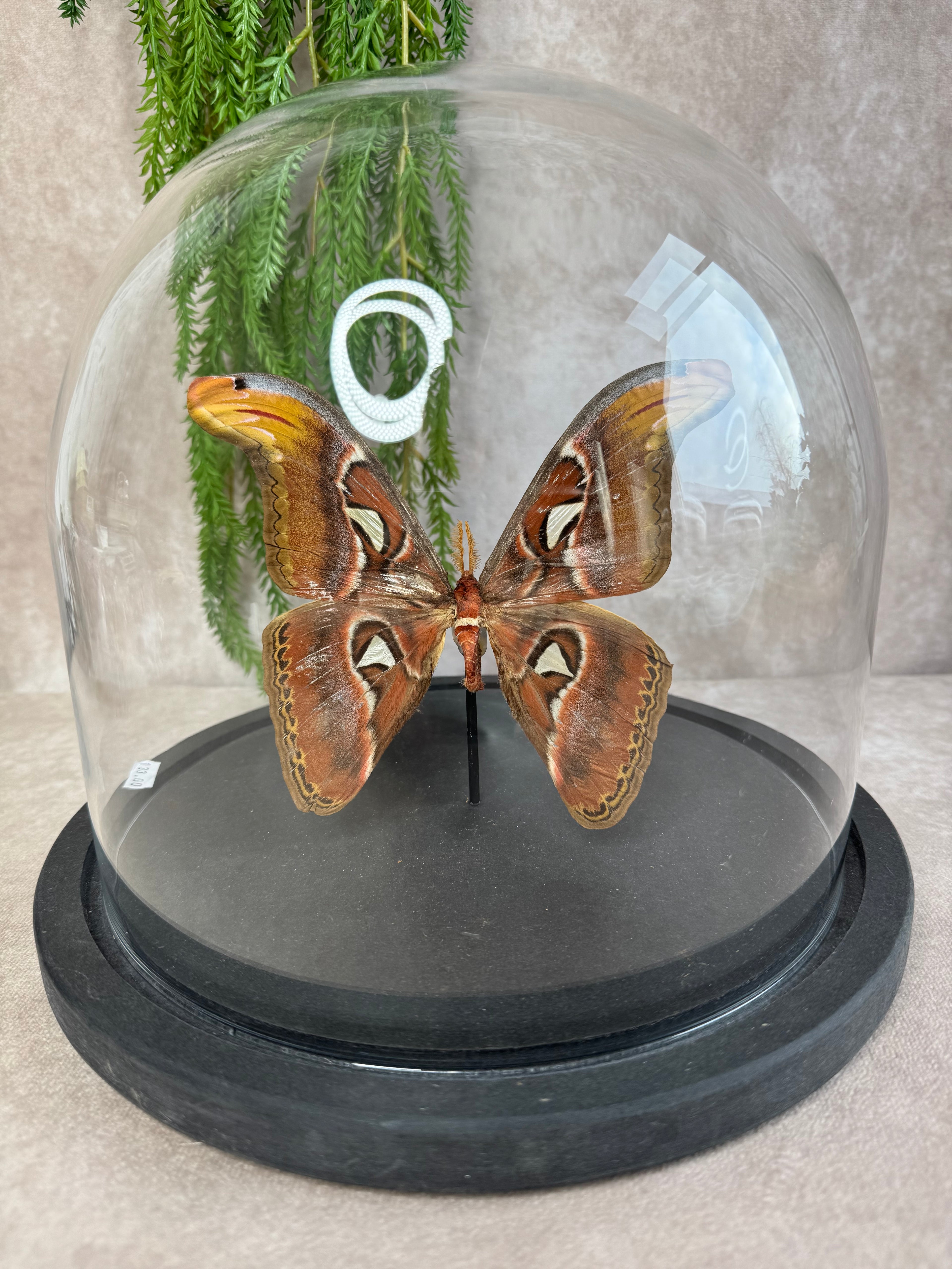 Atlas Vlinder in stolp