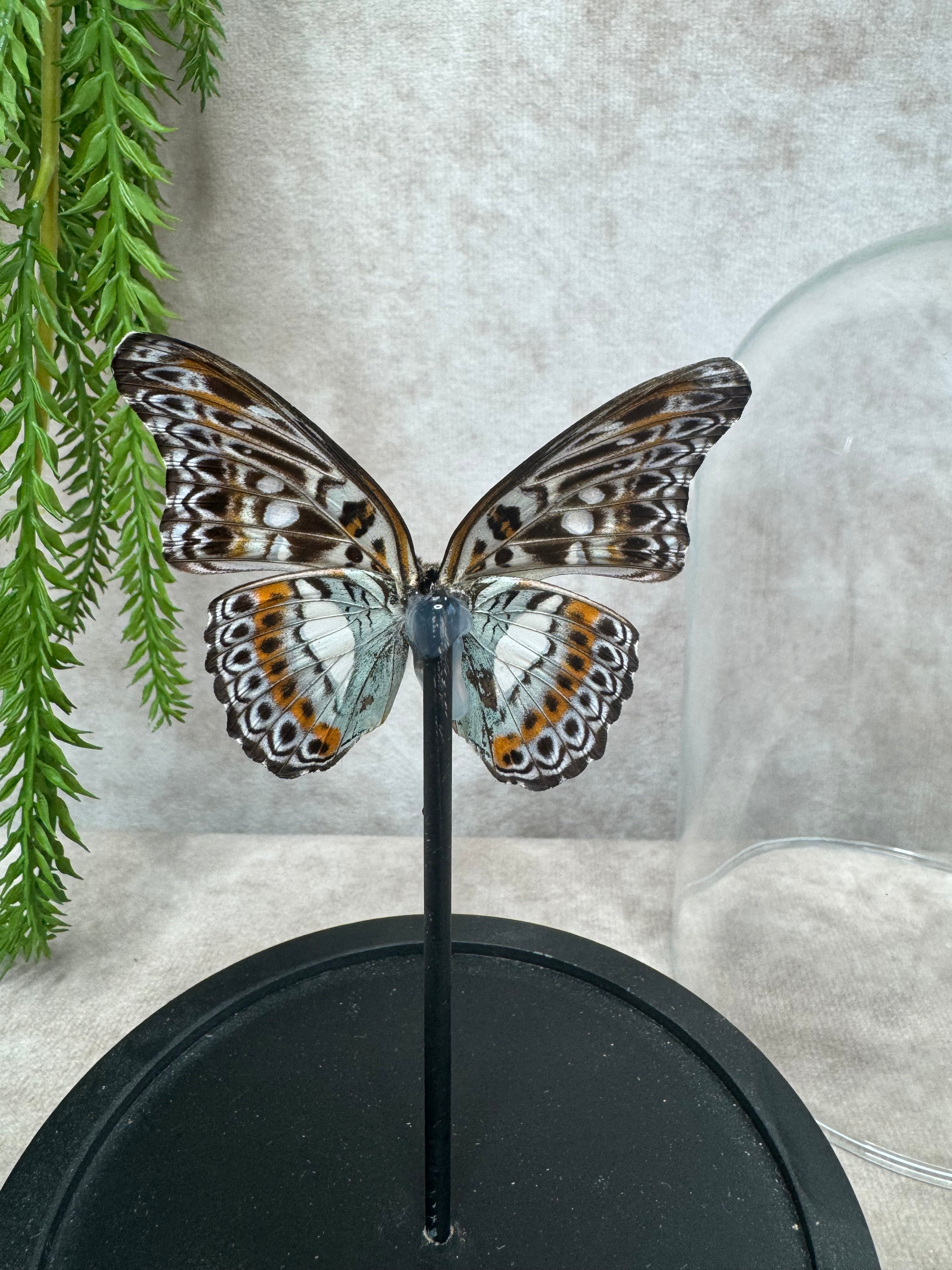 Vlinder in stolp #25