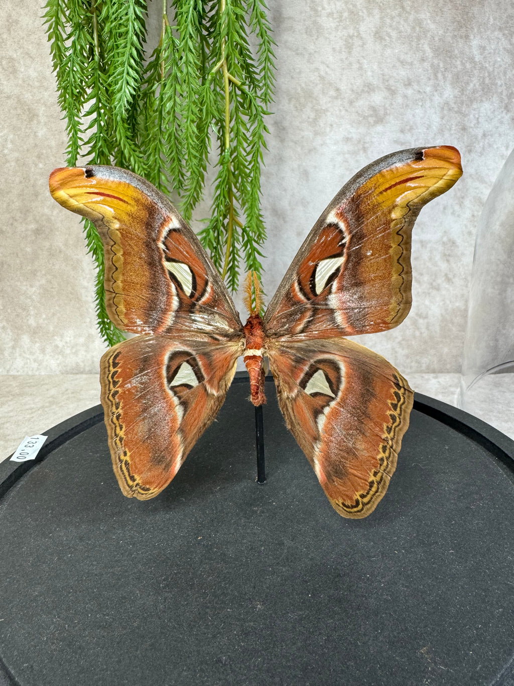 Atlas Vlinder in stolp