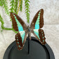 Vlinder in stolp 1