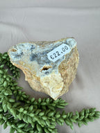 Versteend hout stam #1241