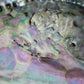 Pauaschelp / abalone schelp